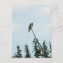 Search for ospreys postcards Nature