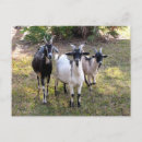 Search for billy goat postcards Goats