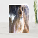 Search for face photo cards Animal