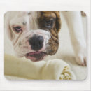 Search for aggressive mouse mats Close up