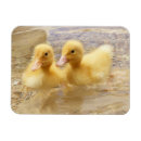 Search for fuzzy magnets Cute