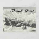 Search for walrus cards Nature