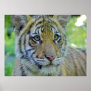 Search for tiger cub posters Mammal