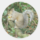 Search for squirrel with acorn stickers Wildlife