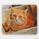 Search for indoors mouse mats Pet