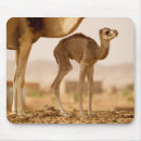 Search for hump mouse mats Cute