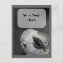 Search for animal face postcards Funny