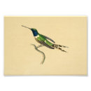 Search for blue hummingbird art Hummingbirds