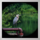 Search for blue heron art Nature