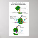 Search for protein posters Trna