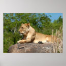 Search for lioness art Photography