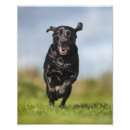 Search for christmas labrador retriever art Pet