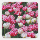 Search for white tulips stickers Nature