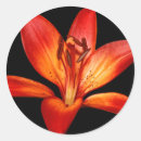 Search for red spot stickers Spotted