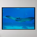 Search for stingray posters Aquarium