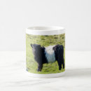 Search for galloway mugs Calf