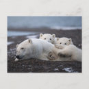 Search for polar bear postcards Mammal