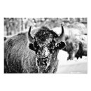 Search for white buffalo posters Photograph