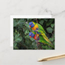 Search for rainbow lorikeet postcards Australia
