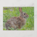 Search for rabbit postcards Female