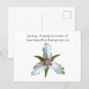 Search for spring wildflowers postcards Trillium