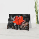 Search for red tulip cards Bloom
