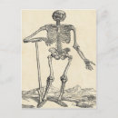 Search for skull illustration postcards Anatomy