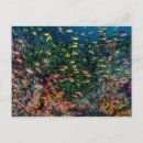 Search for raja postcards Reef