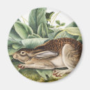 Search for black tailed magnets Mammal