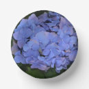 Search for hydrangea macrophylla Botanical