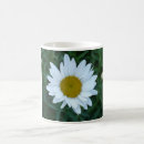 Search for shasta daisy mugs Flower