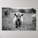 Search for black and white cow art Scottish