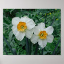 Search for daffodil posters White