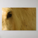 Search for forelock Equine