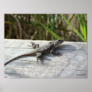 Search for lizards posters Nature