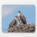 Search for juvenile mouse mats Raptor
