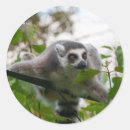 Search for lemur round stickers Animal