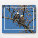 Search for bald eagle electronics Tree