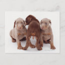 Search for doberman postcards Canine