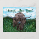 Search for scottish highland cow postcards Cattle