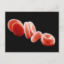 Search for circulatory system postcards Biology