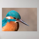 Search for kingfisher posters Bird