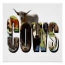 Search for cow posters Cattle