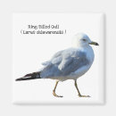 Search for gull Water