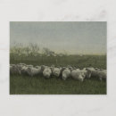 Search for wool photography Farm