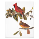 Search for bird watcher posters Audubon