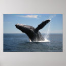 Search for breaching posters Animal