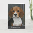 Search for beagle cards Hound