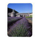Search for gordes magnets Lavender