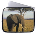 Search for tusks cases Mammal